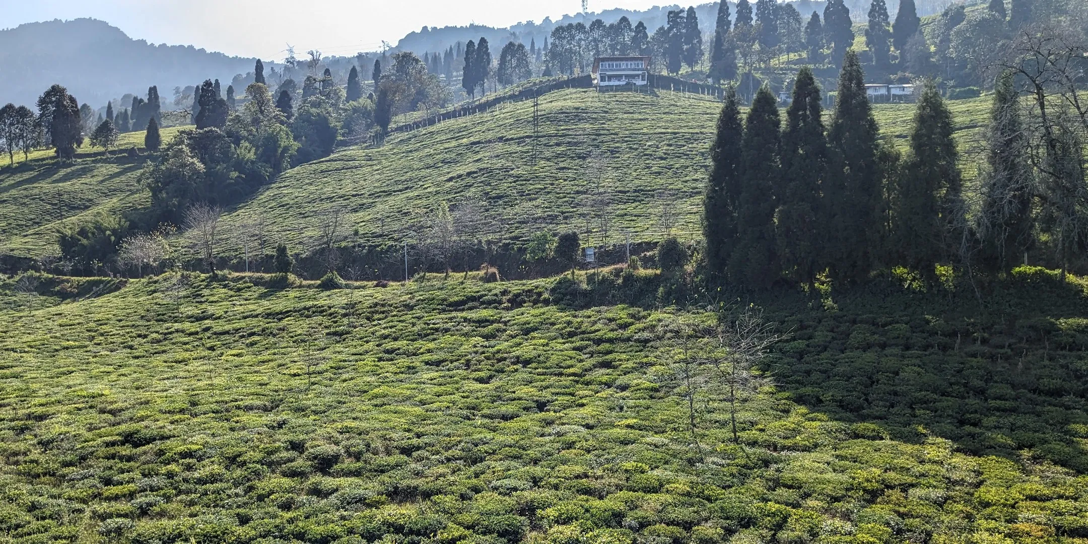 Temi tea garden